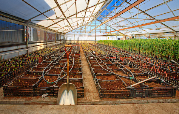 Shovel and Greenhouse